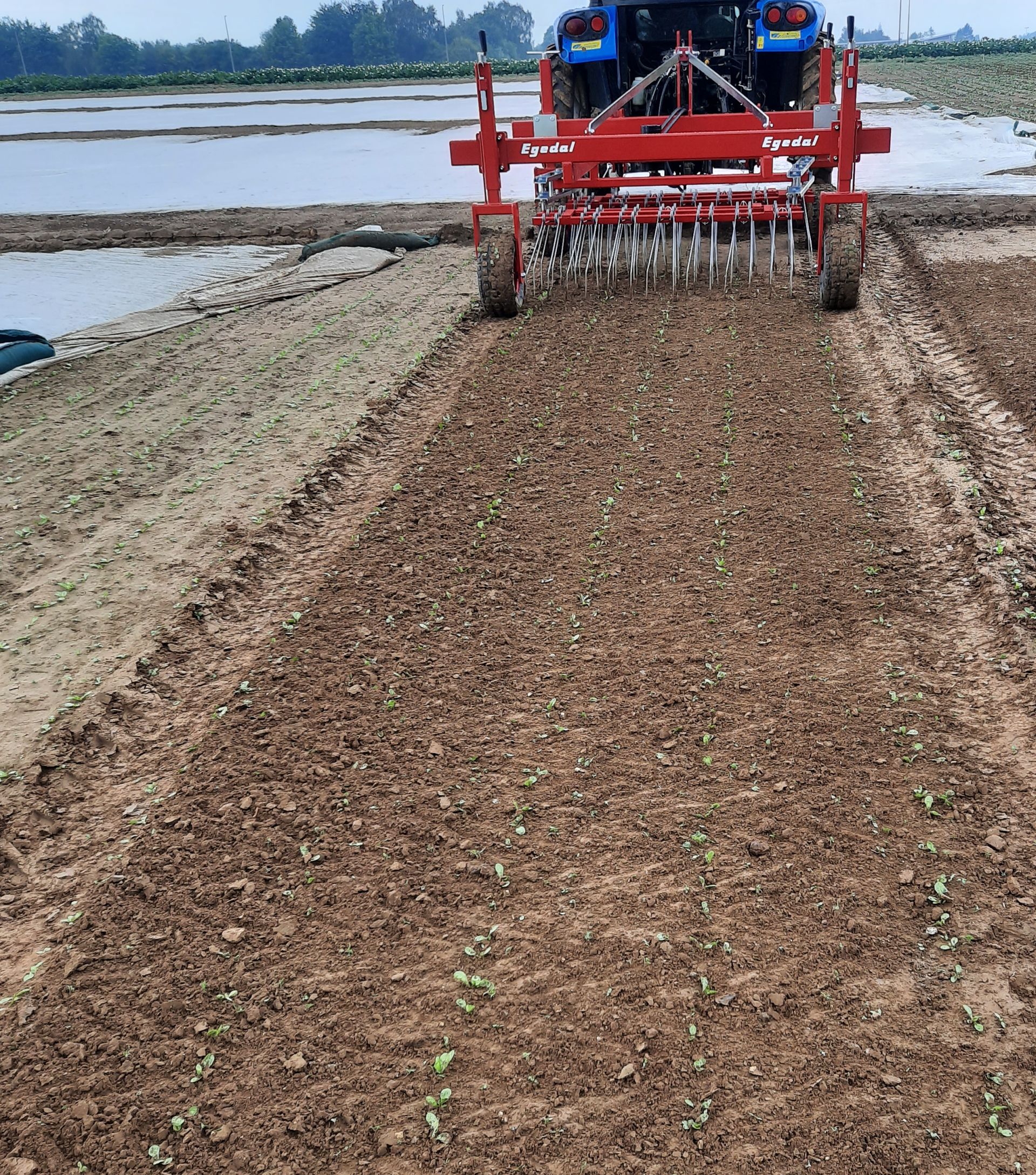 powerrake endives